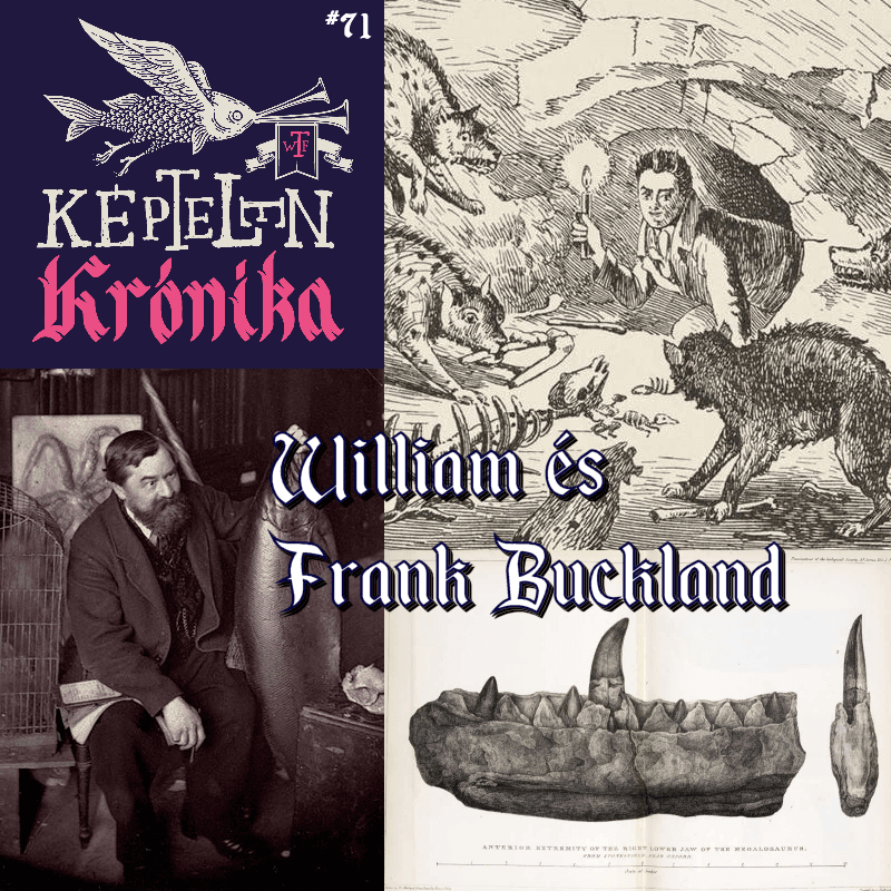 KK #71 – William és Frank Buckland